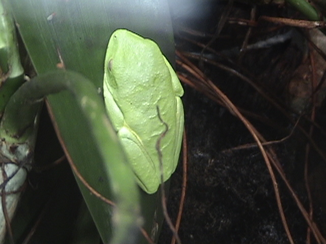 Costa Rica 034.jpg